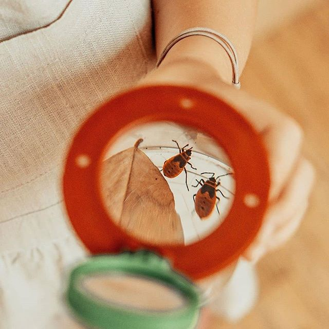 Boîte à insectes